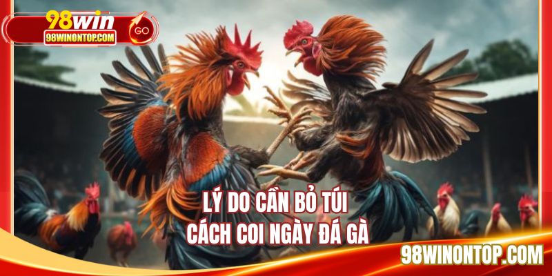 Lý do cần bỏ túi cách coi ngày đá gà