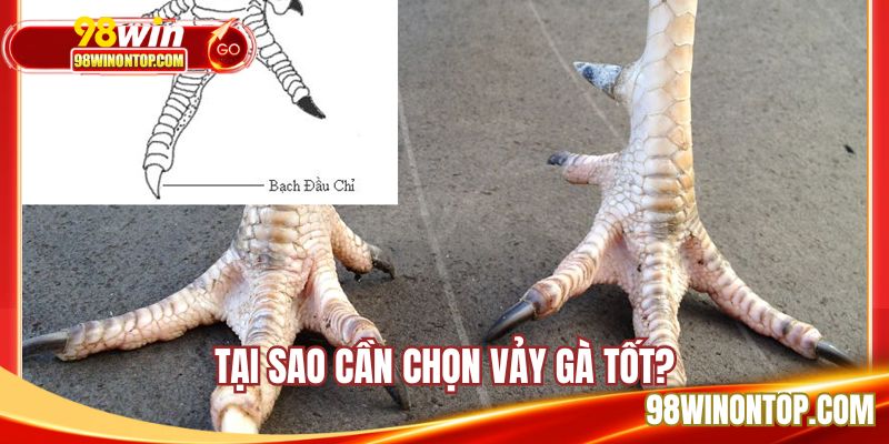 Lý do cần nhận biết 78 vảy gà tốt nên chọi