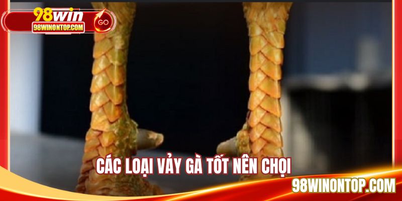 Top vảy gà tốt nên chọn để chọi